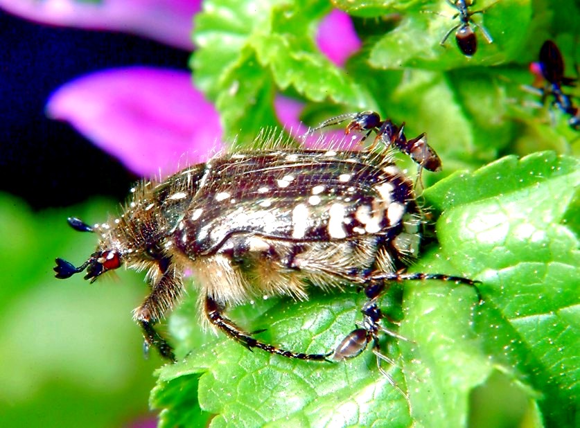 Polistes gallicus